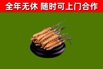 秦皇岛烟酒回收冬虫夏草.jpg
