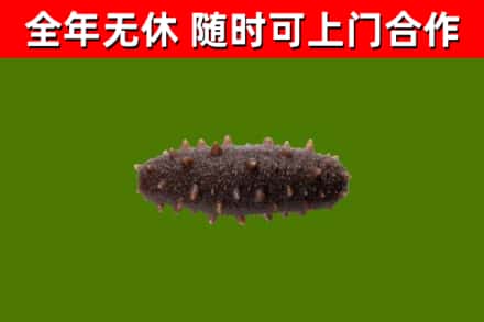 秦皇岛烟酒回收干海参.jpg